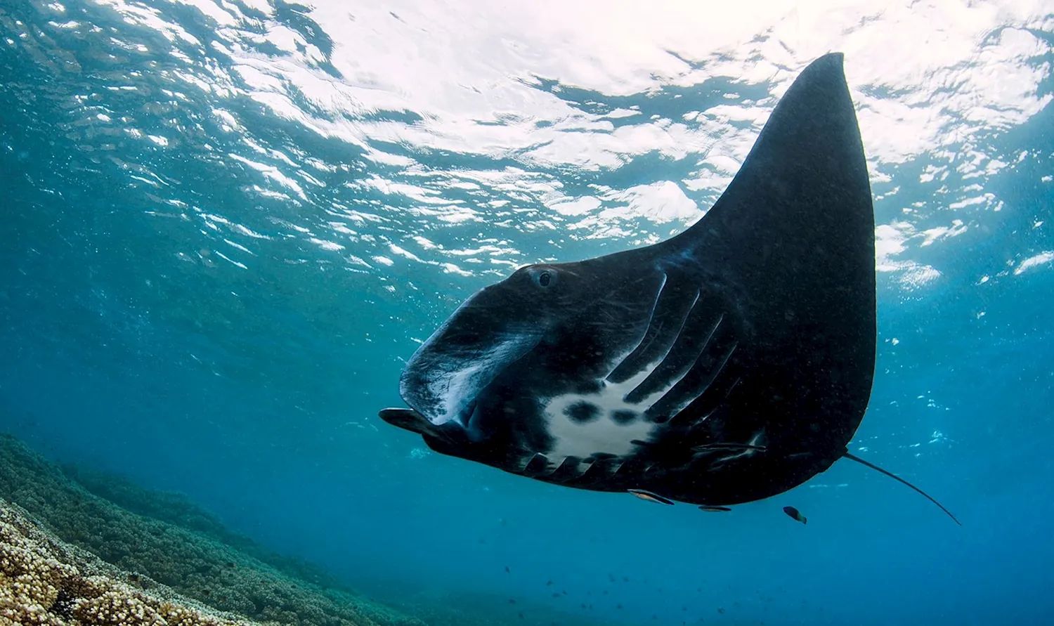 A wild manta ray gliding over coral in clear blue water in the Yasawa Islands, Fiji