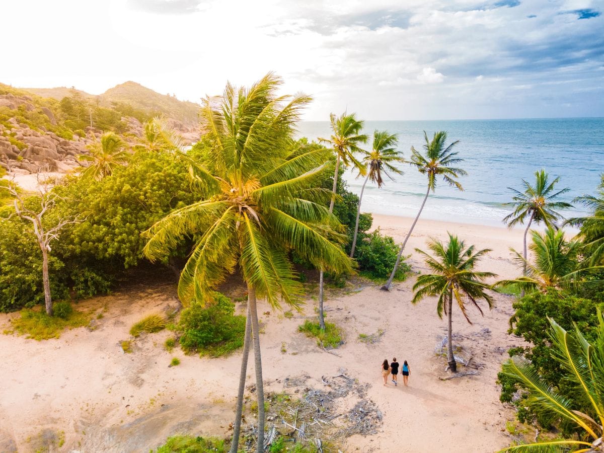 Palm trees above a tropical Queensland beach