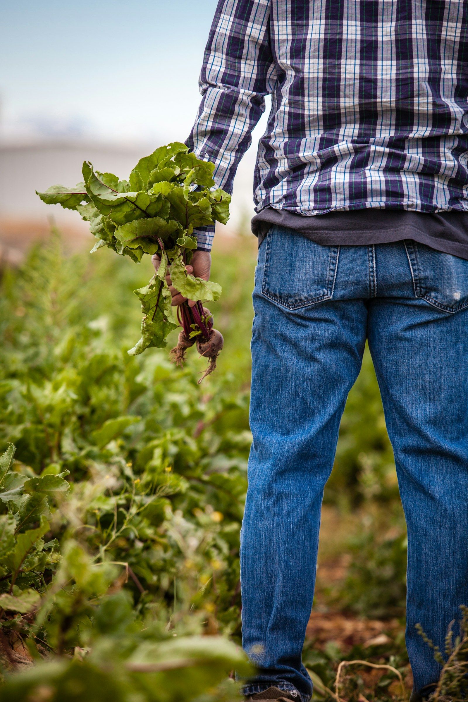 Farm worker holding fresh vegetables in a field
