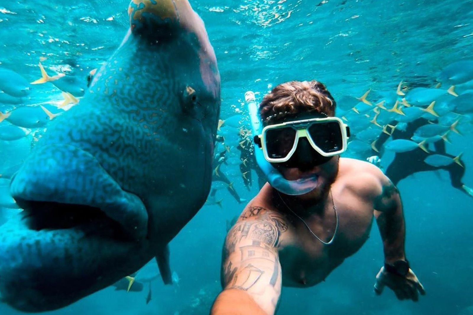 A diver face to face with a Maori wrasse on the Great Barrier Reef
