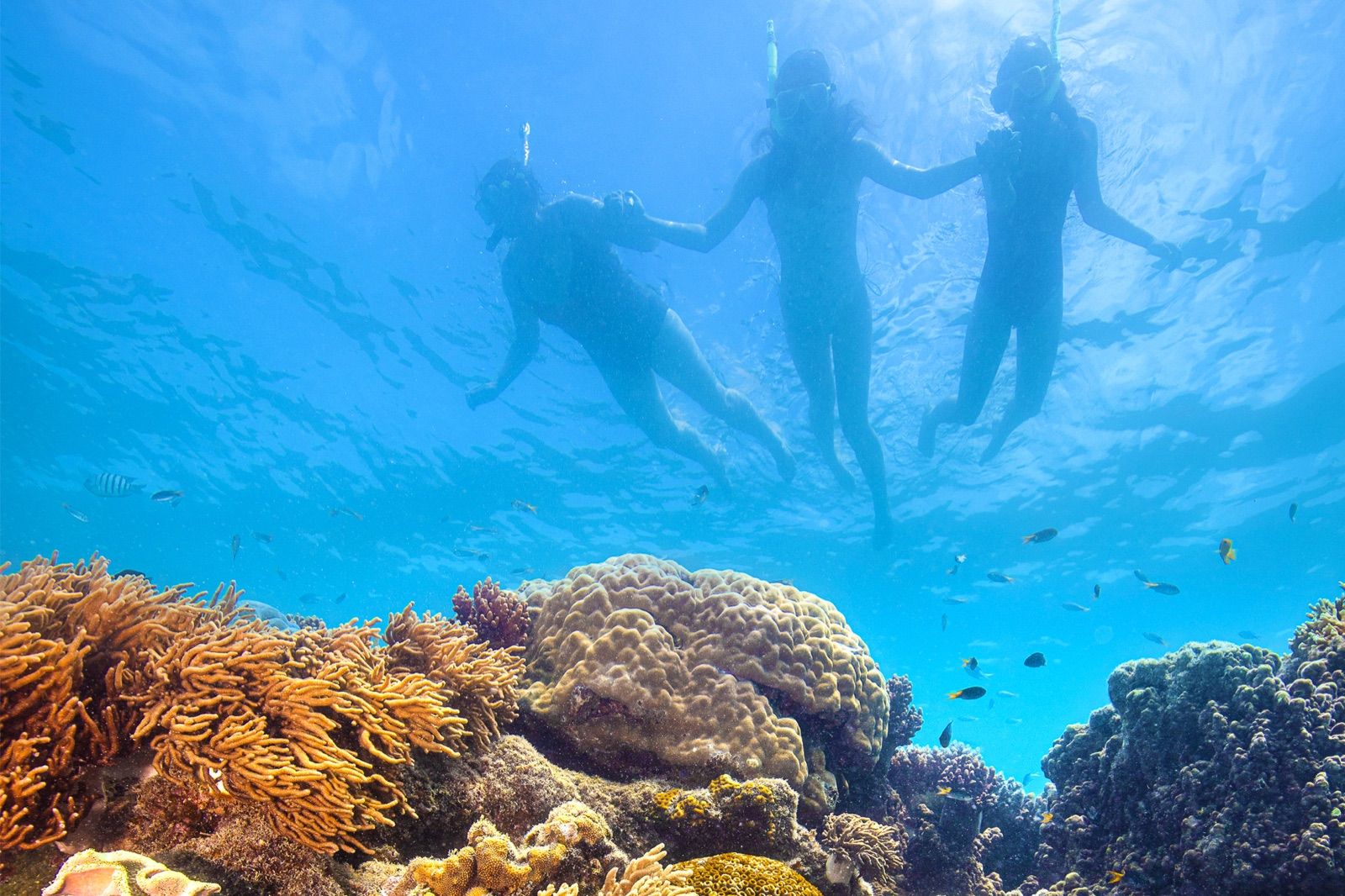 Snorkellers above coral on the Great Barrier Reef