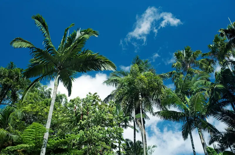 Cairns & Tropical North