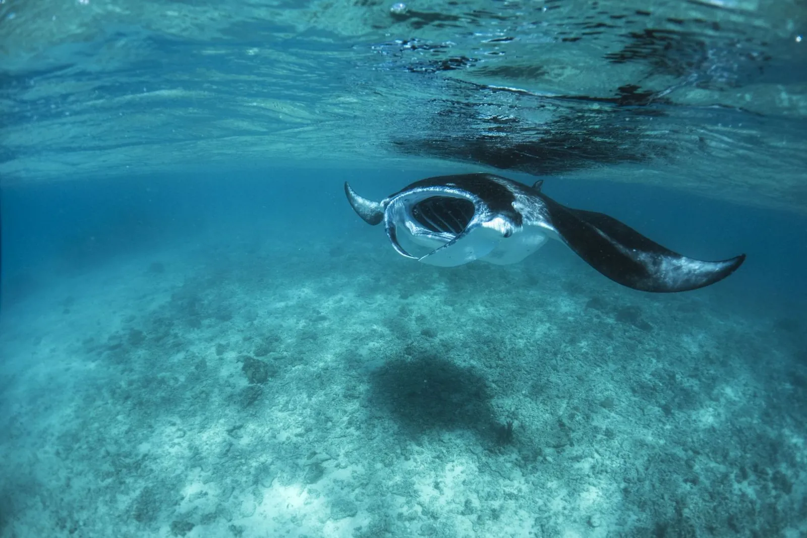 A manta ray gliding over the sandy channel floor