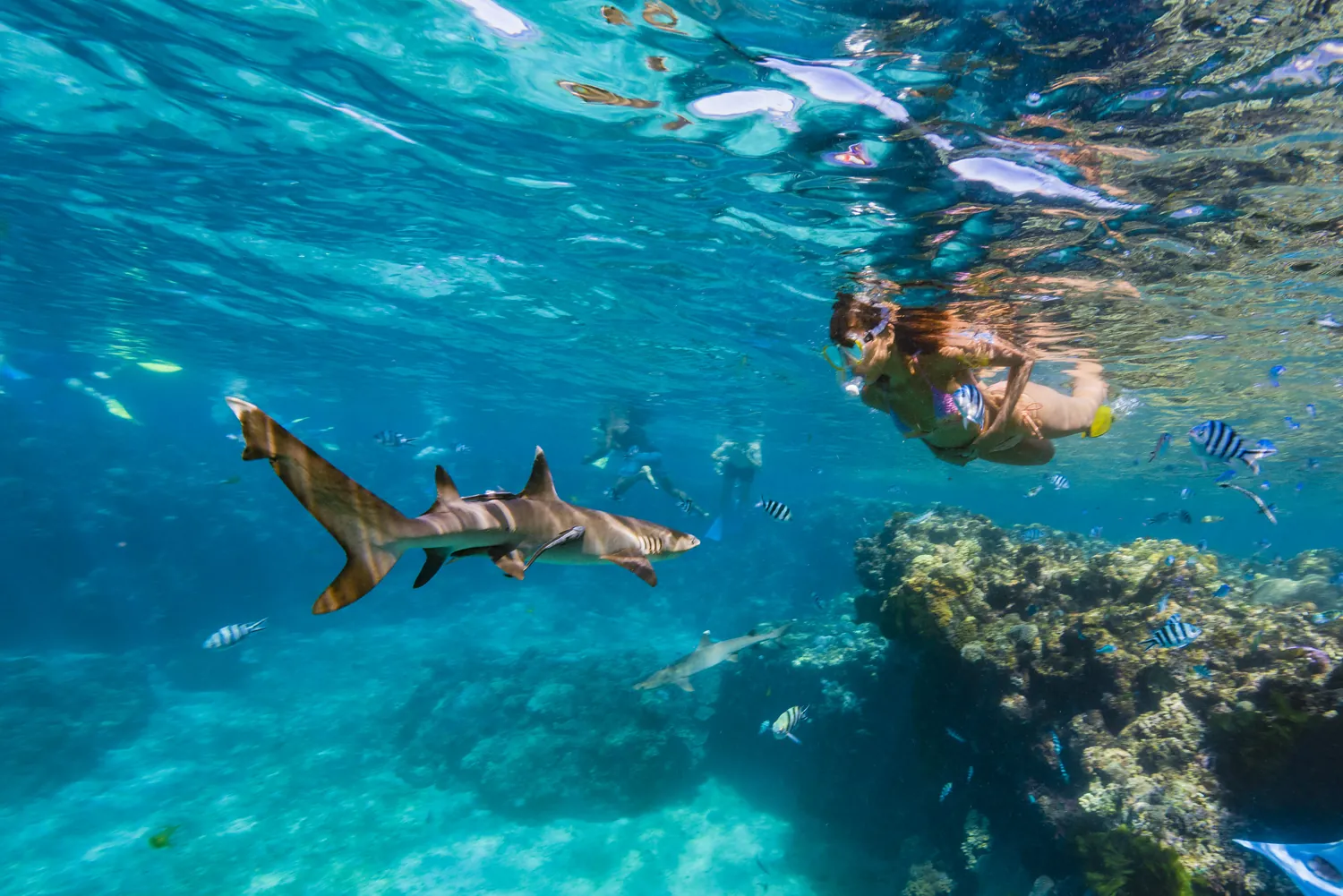 A snorkeller swimming above a reef shark over coral
