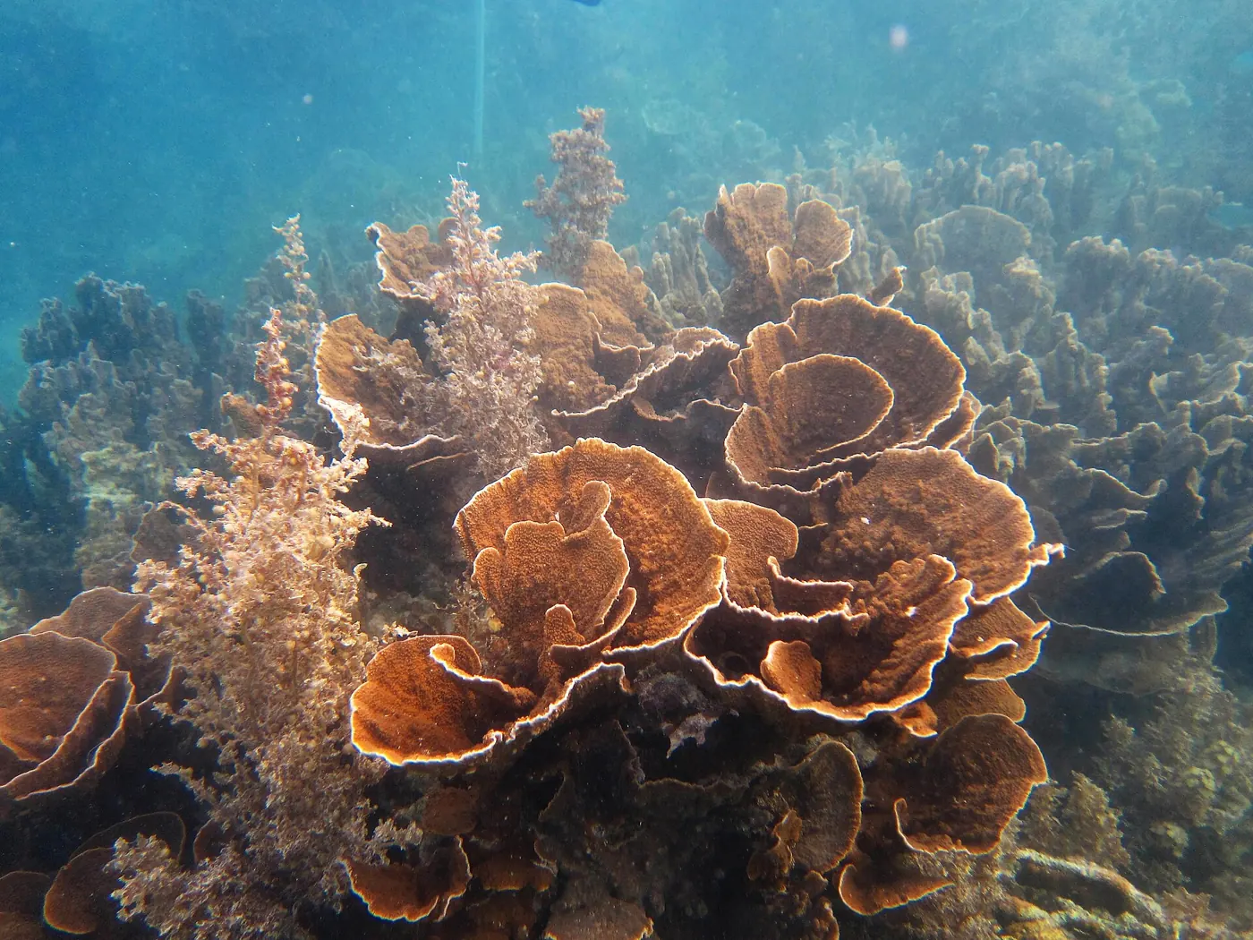 Coral on Ningaloo Reef at Coral Bay