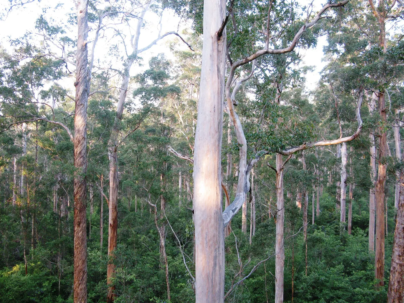 Karri forest in Warren National Park, near Pemberton