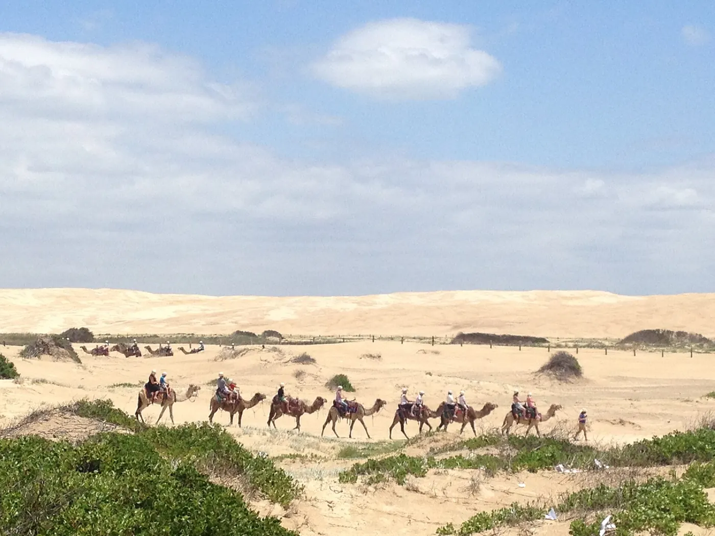 Camel rides on the Stockton Bight sand dunes, Port Stephens