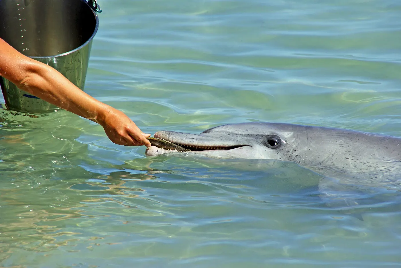 A wild dolphin in the shallows at Monkey Mia, Shark Bay