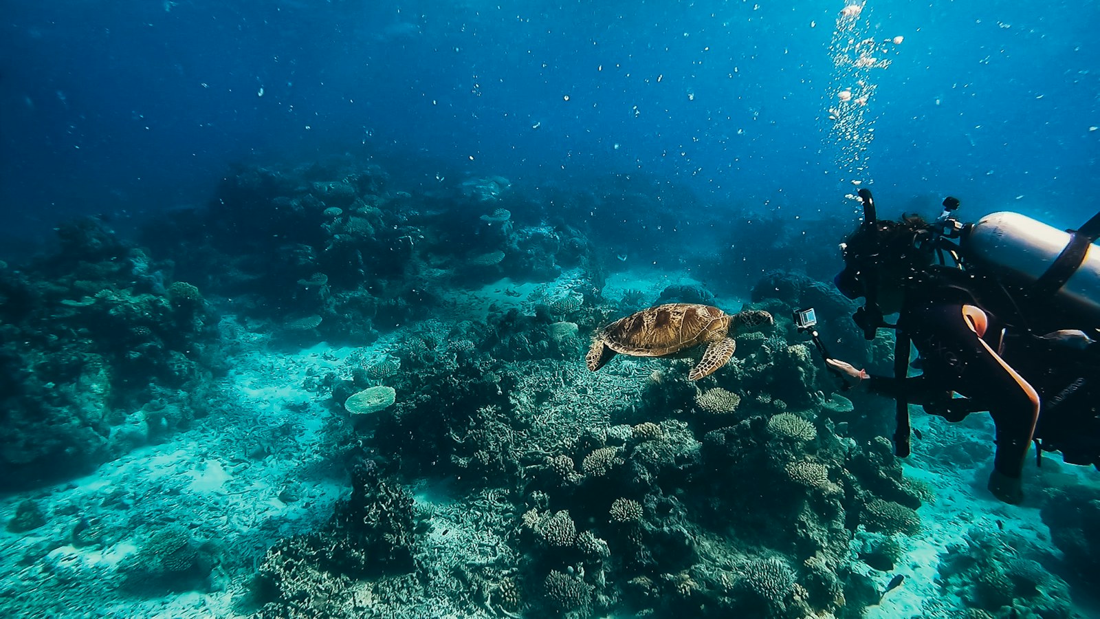 Cairns + Reef